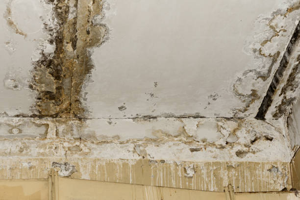 Best Water damage restoration services  in Baidland, PA